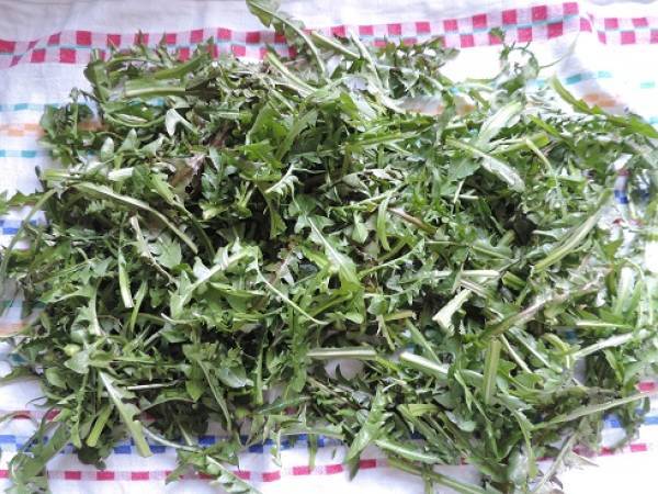 Salade de pissenlits, omelette et purée à la spiruline - Préparation etape 1