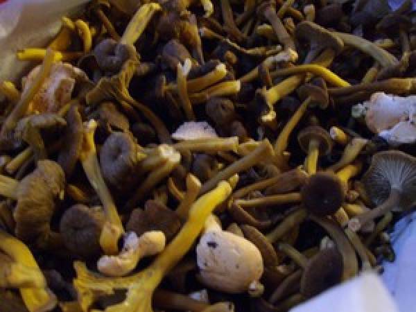 Tombée de Chanterelles et Poireau au Balsamique Blanc sur Côte de Porc - Préparation etape 2