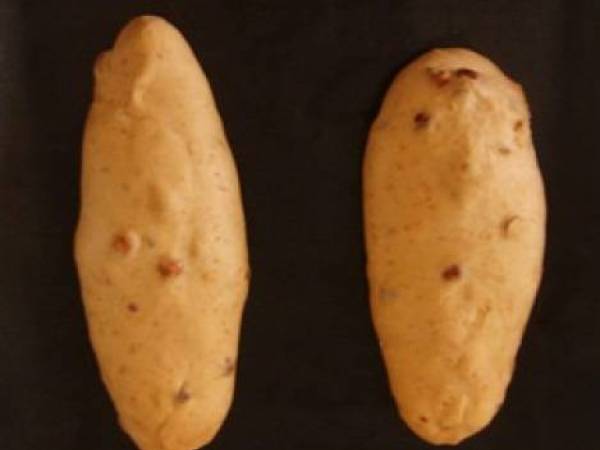 Pain au Levain Figues et Noisettes. - Préparation etape 5