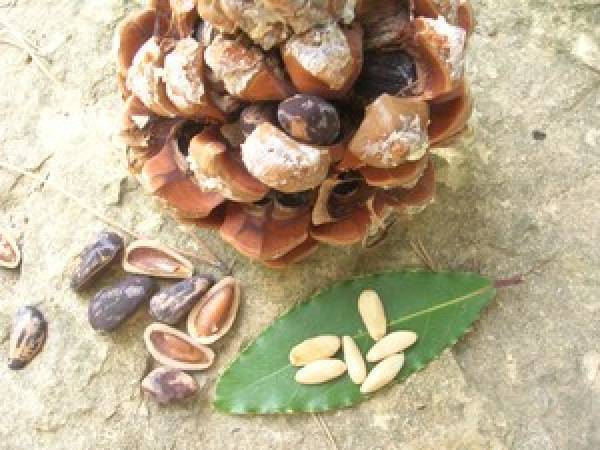 Salade 100% été aux légumes grillés et pignons du jardin - Préparation etape 1