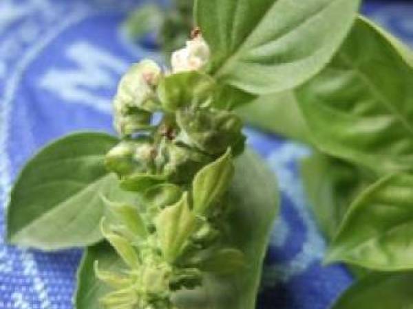 Divines tomates farcies gratinées de crumble aux saveurs de pesto - Préparation etape 3