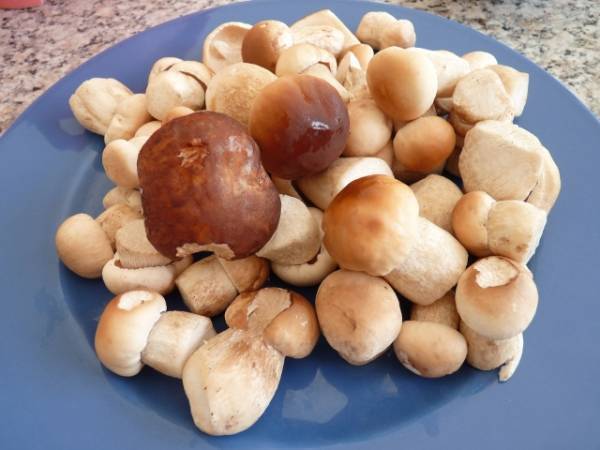 Petit bouchons (de bordeaux) pour l'apéro - Préparation etape 1