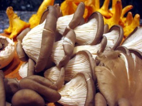 Tarte fine aux champignons forestiers - Préparation etape 3