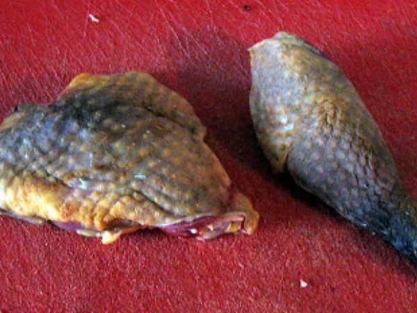Cuisse de pintade à la normande - Perlhuhnschenkel auf normannische Art - Préparation etape 1