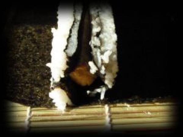 Futomaki ... à l'omelette feuilletée japonaise ! - Préparation etape 5