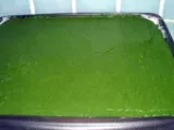 Etape 3 - Roulé vert au saumon fumé