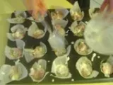 Etape 4 - Mini-Ballotins au Camembert