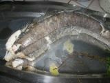 Etape 2 - Dôme de crevettes sur son lit de merlu