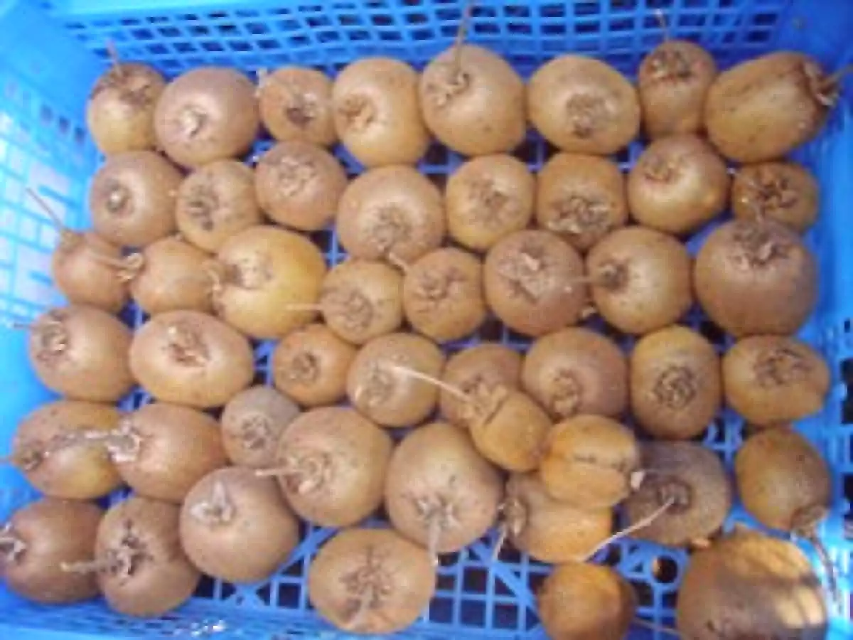 Amuse-Bouches Coeur de Palmier et Kiwi Pimentés - photo 4