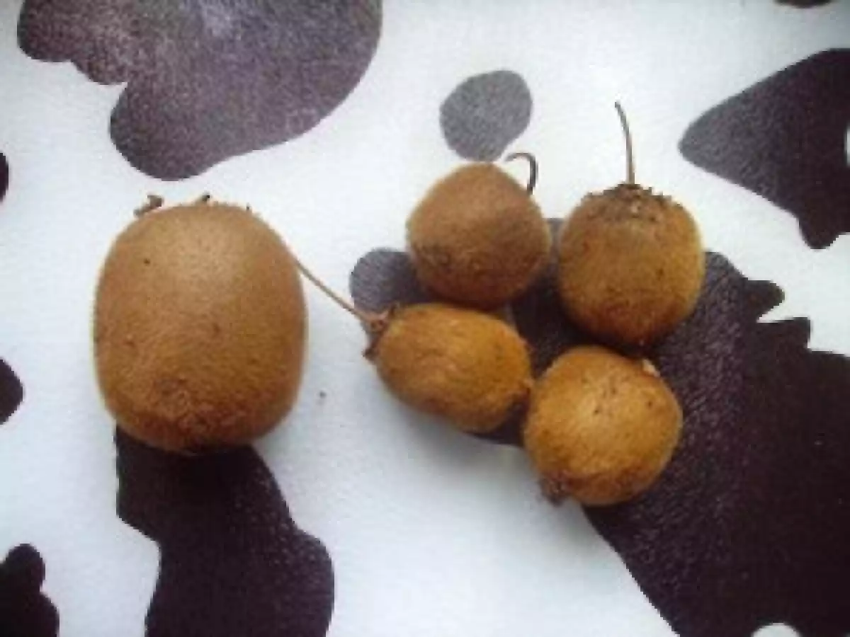 Amuse-Bouches Coeur de Palmier et Kiwi Pimentés - photo 5