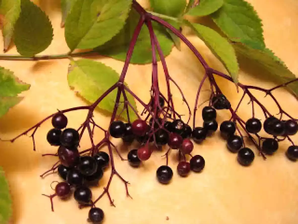 Baie de sureau, les recettes - photo 3