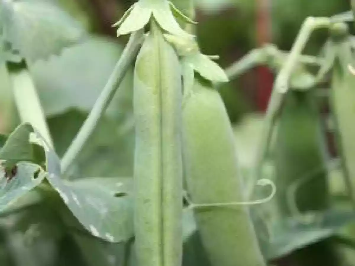 Blinis vert et jaune, sauce à la menthe et lait de coco - photo 2