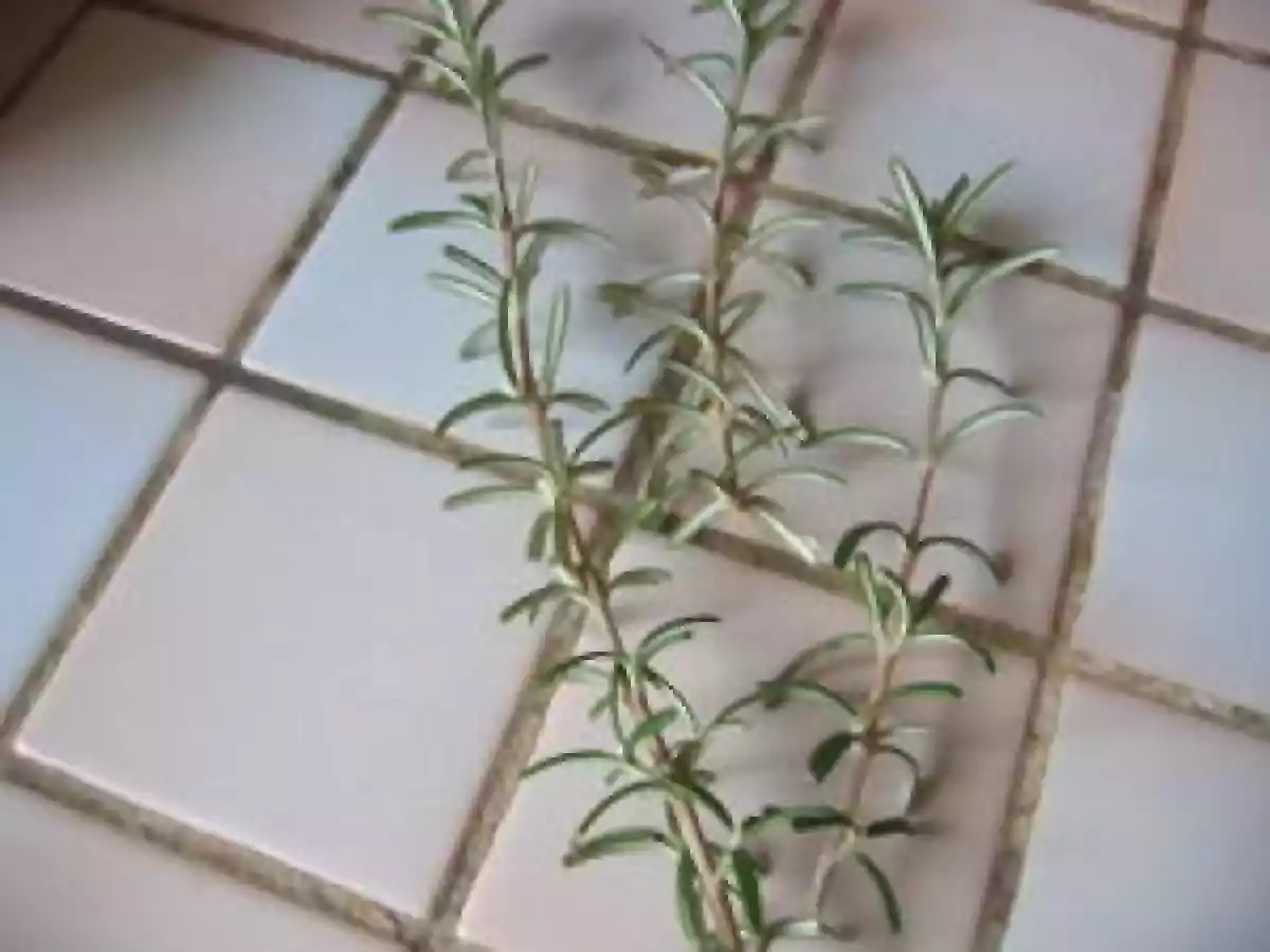 Boeuf à la sauce balsamique - photo 8