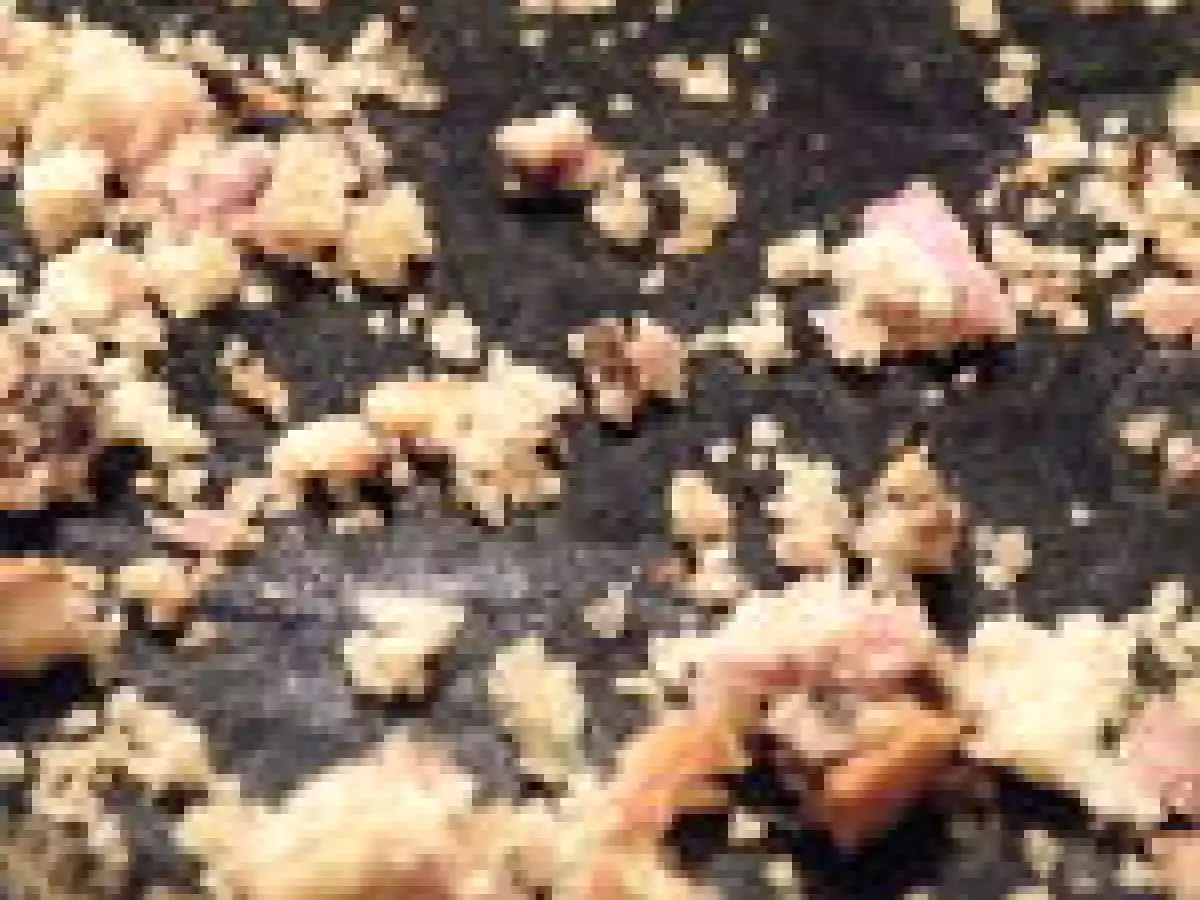 Cake à la cancoillotte, noix et jambon à l'os