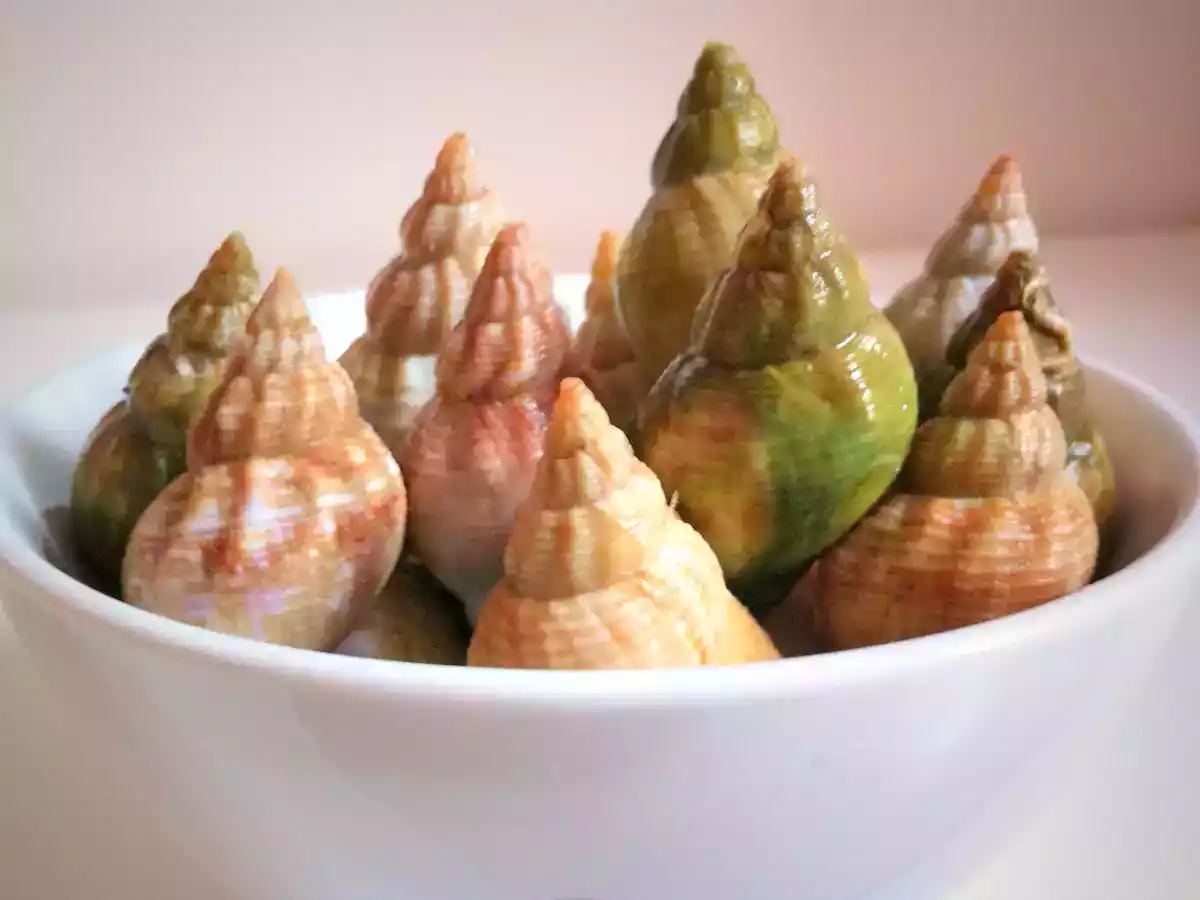 Caricoles ou Escargots de mer