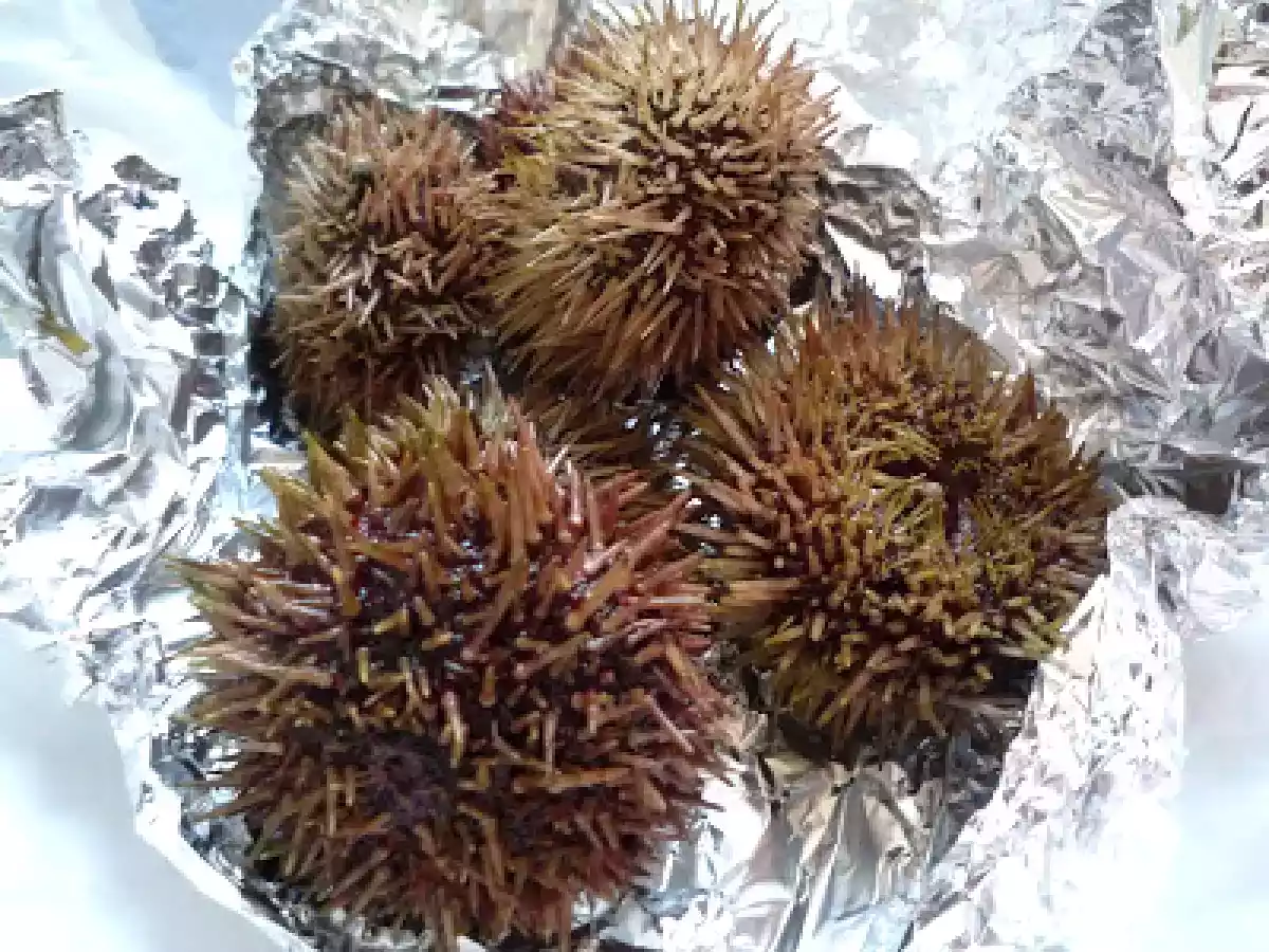 Carpaccio de Saint Jacques aux oursins - photo 2