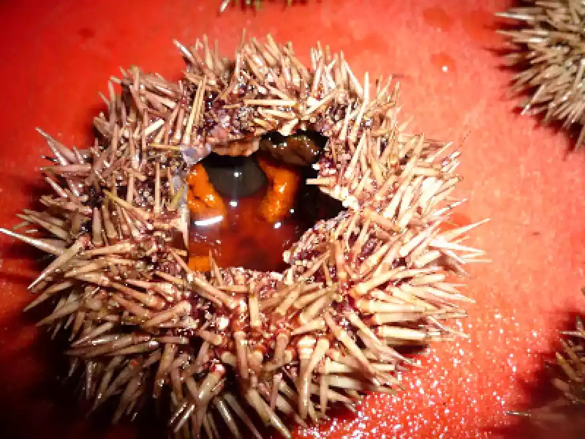 Carpaccio de Saint Jacques aux oursins - photo 3