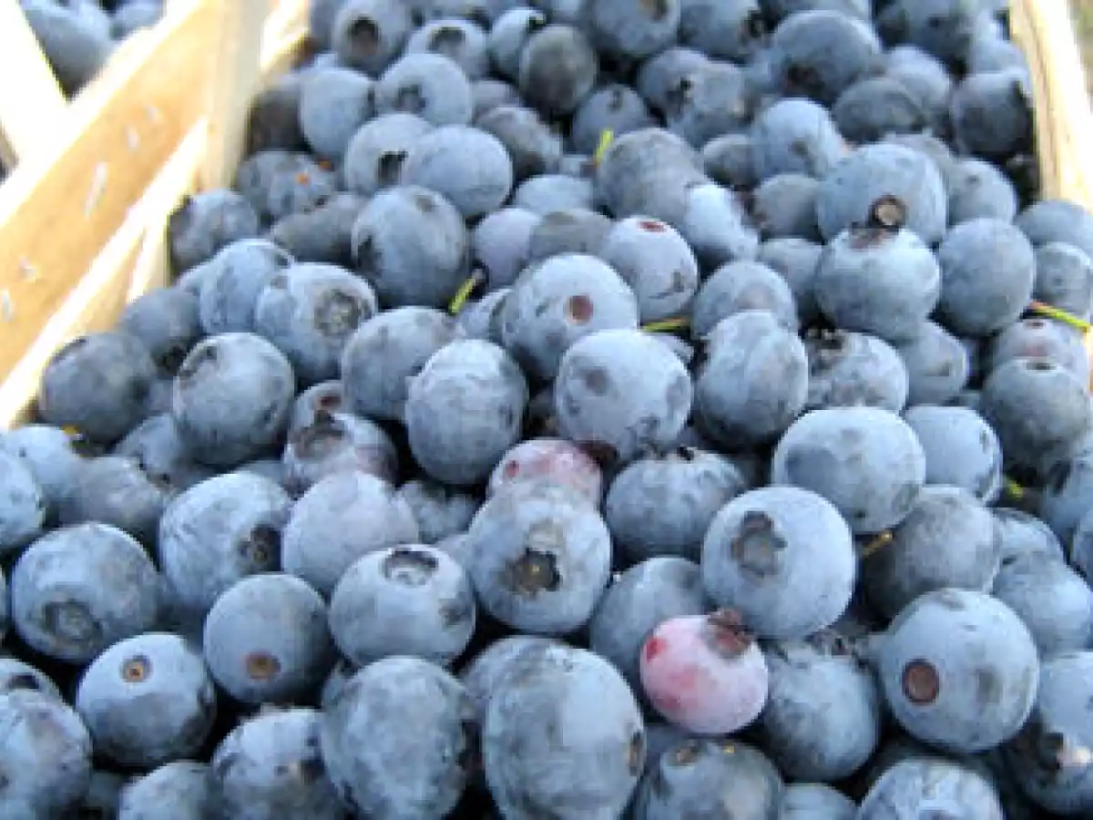 Cheesecake ricotta aux myrtilles caramélisées - photo 2