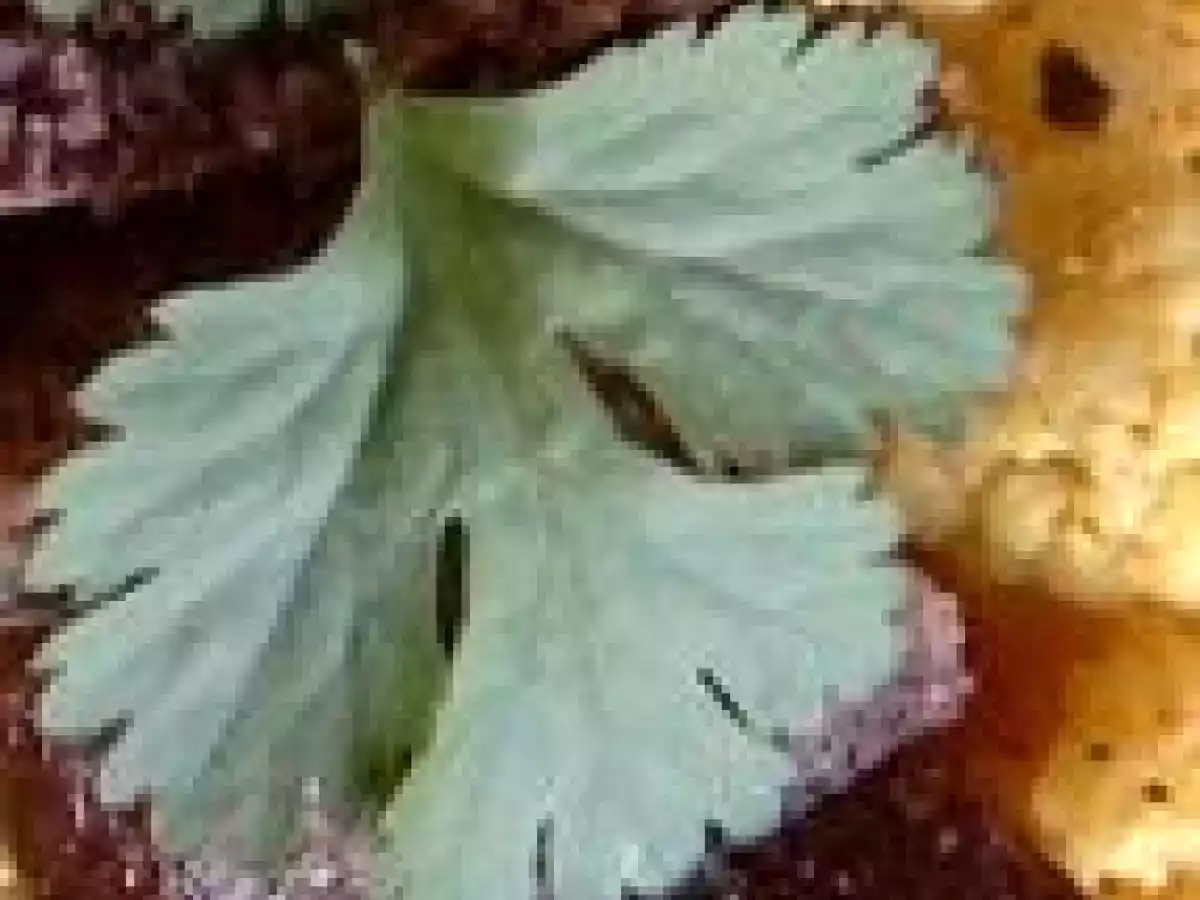 Chou-Fleur Vapeur Epicé aux Herbes