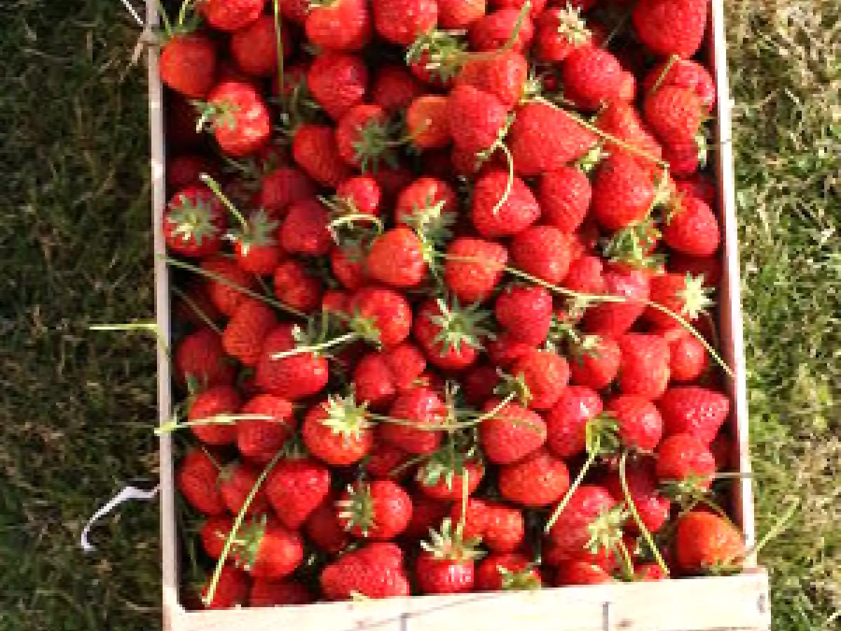 Confiture de fraises à l'eau de rose - photo 2