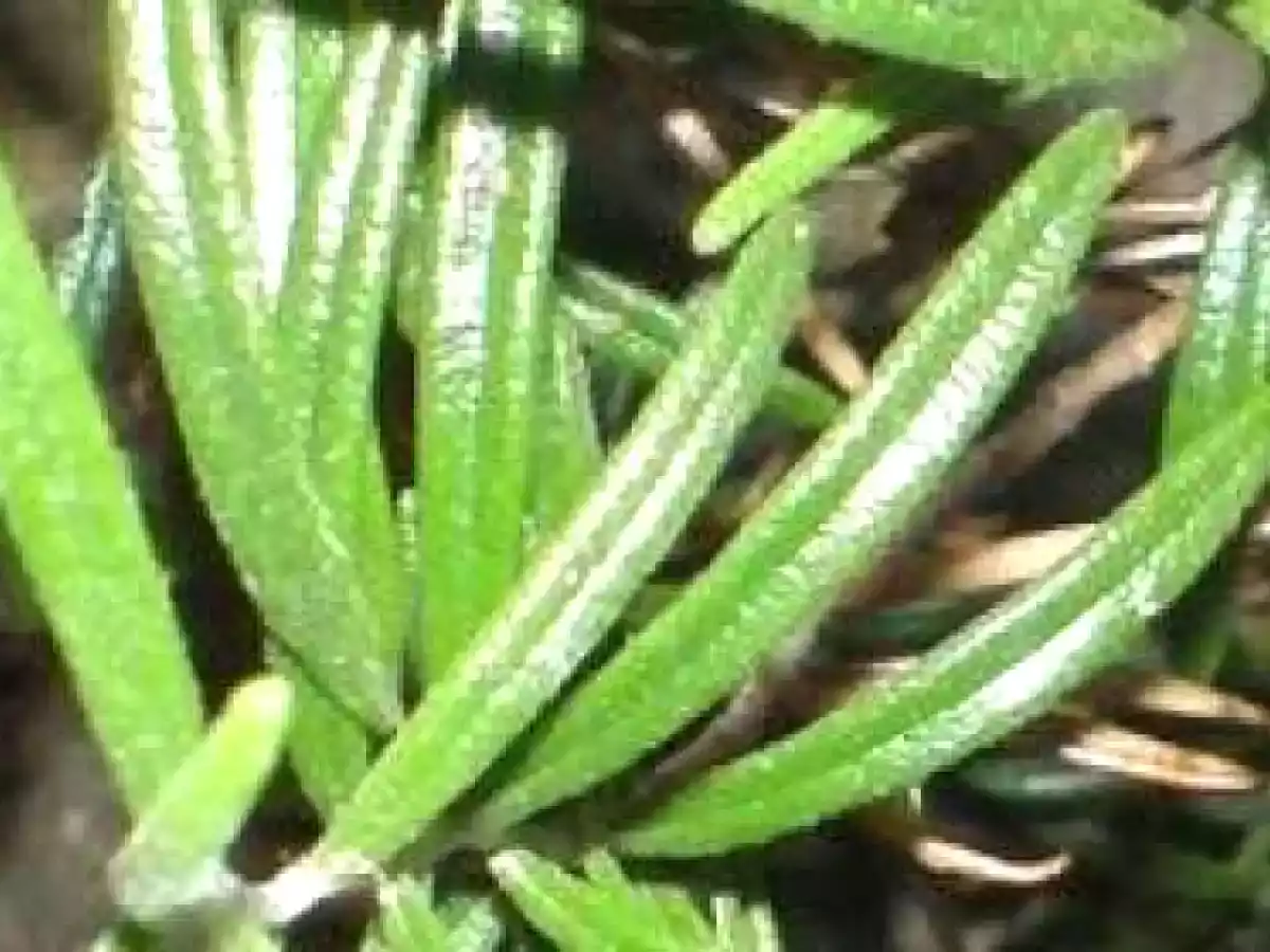 Crème aux oeuf au romarin