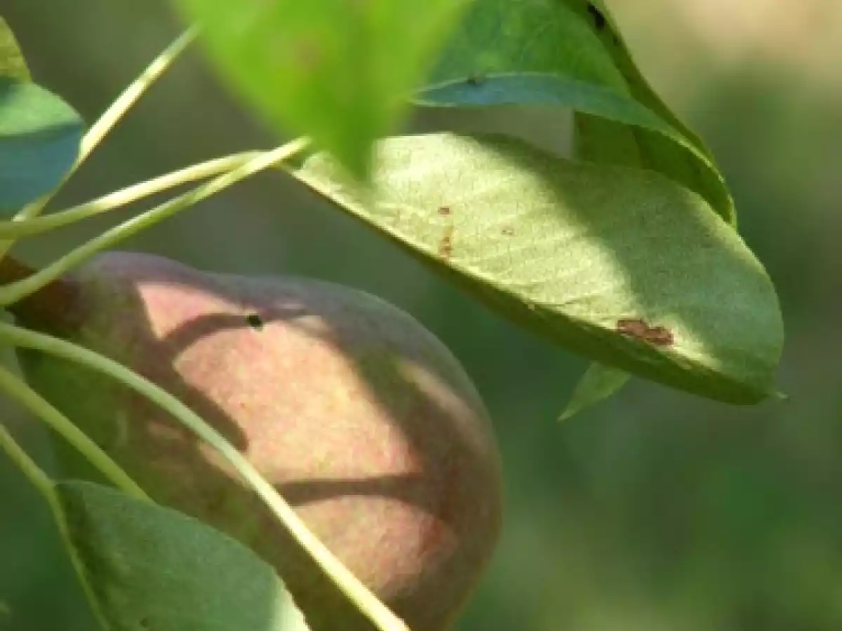 Crème pralinée et poires rôties sur palet de riz soufflé croustillant - photo 4