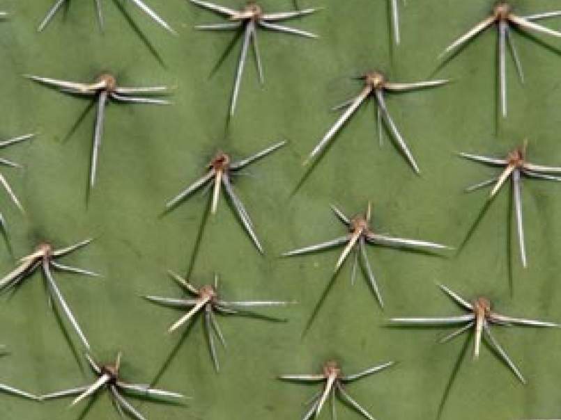 Dans la vie, il y a des cactus..., photo 2