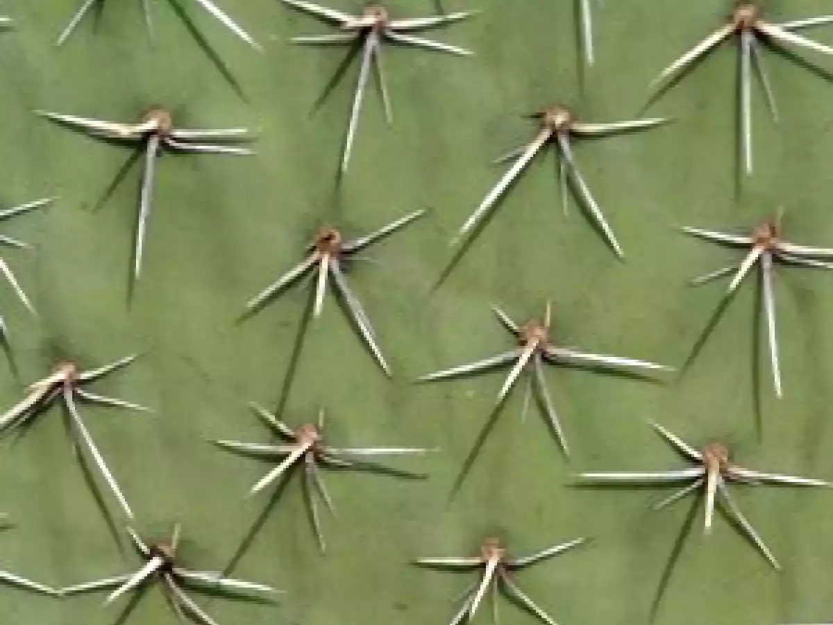 Dans la vie, il y a des cactus... - photo 2