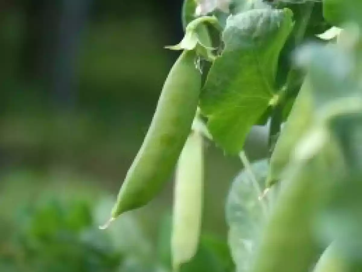 Délicieux petits pois frais du printemps