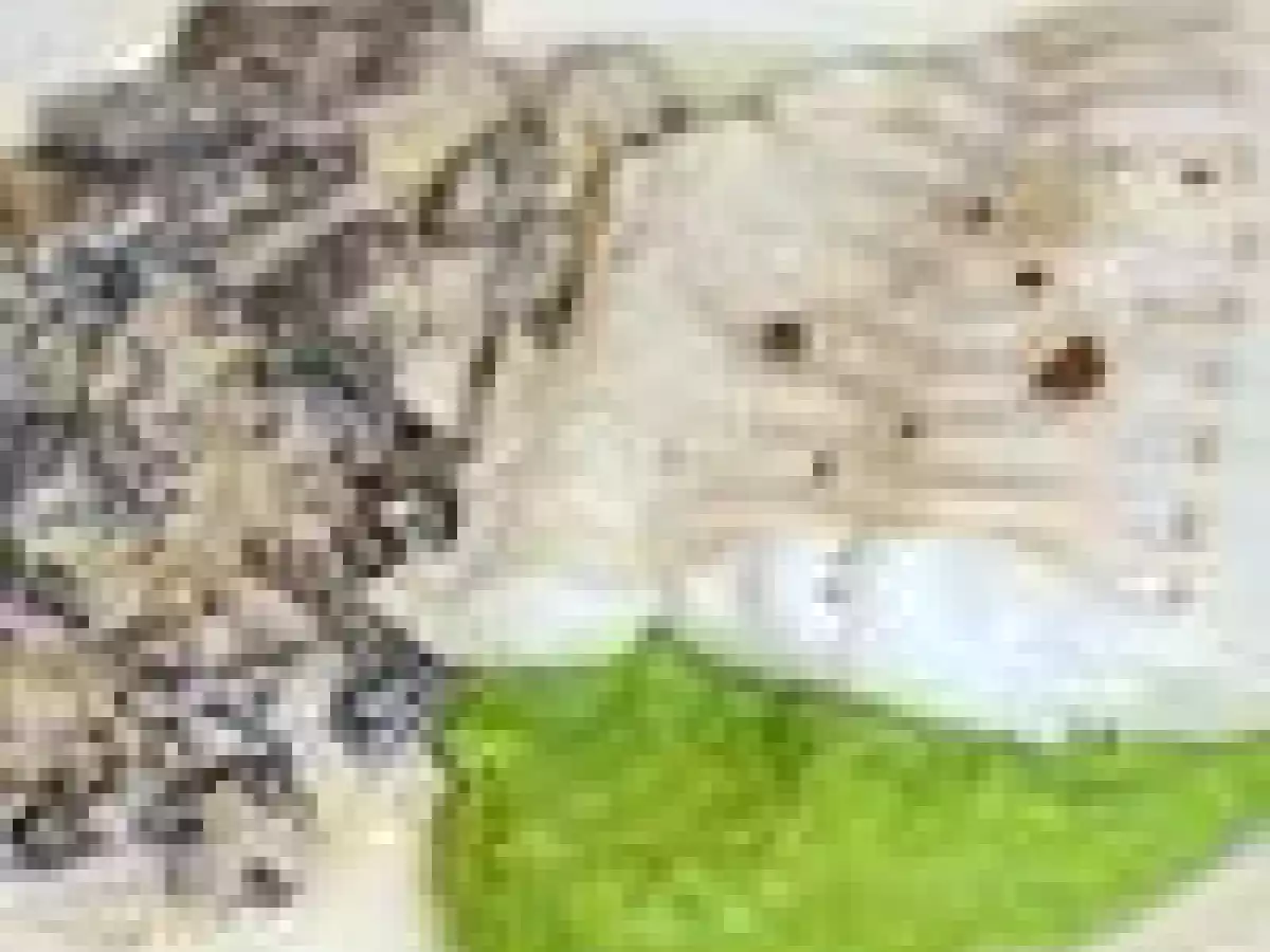 Dos de cabillaud, crème de petits pois et morilles