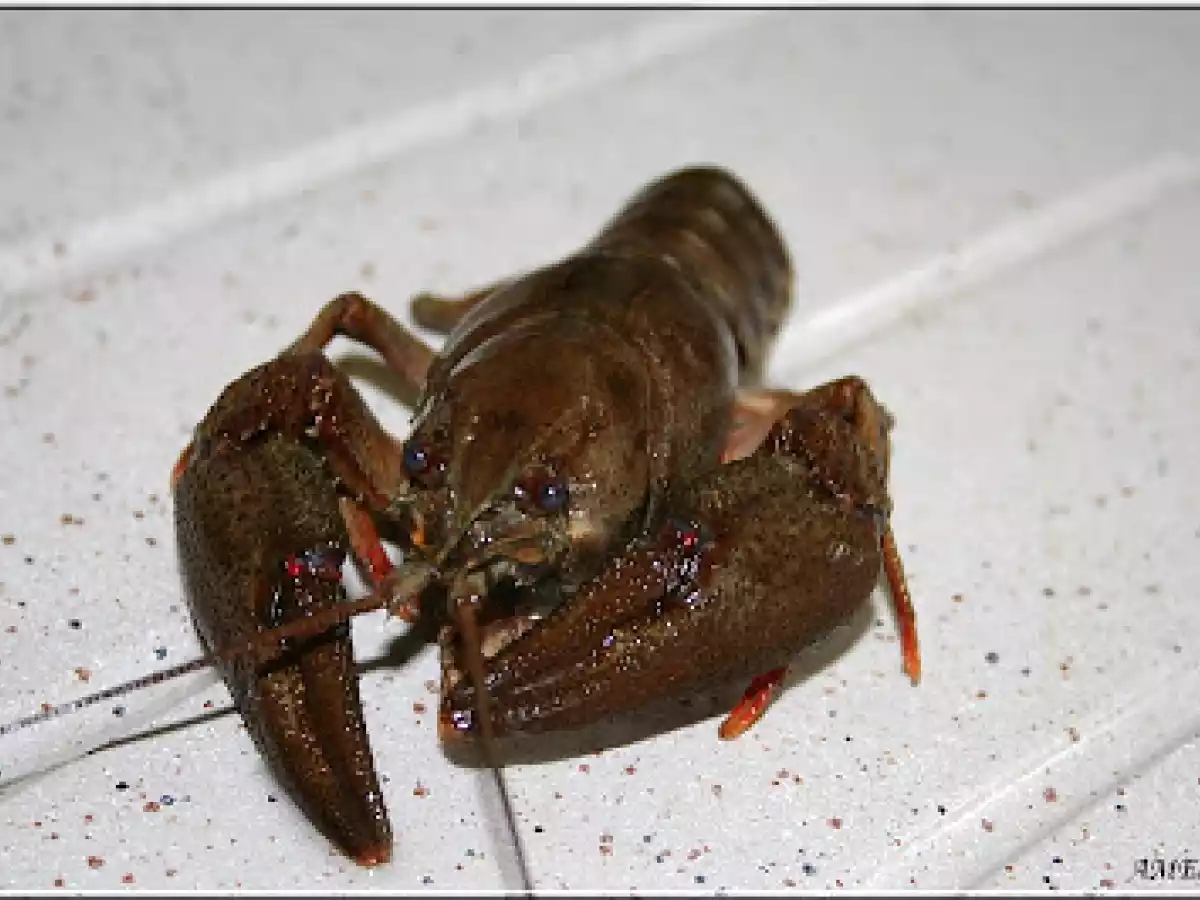 ECREVISSES A LA NAGE DE RIESLING ET BRUNOISE A LA CREME - photo 5