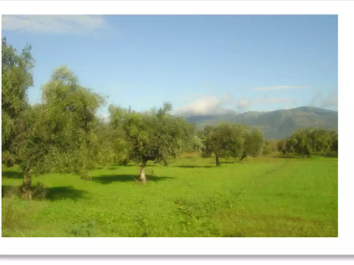 Entrée de Champignons de Paris au fromage de chèvre chaud - photo 3