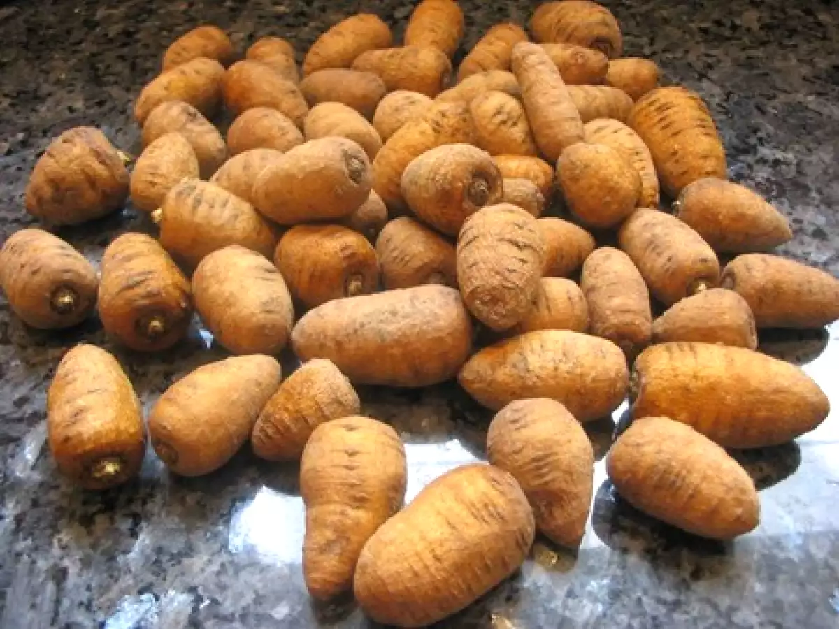 Et si on goûtait le cerfeuil tubéreux ? - photo 3