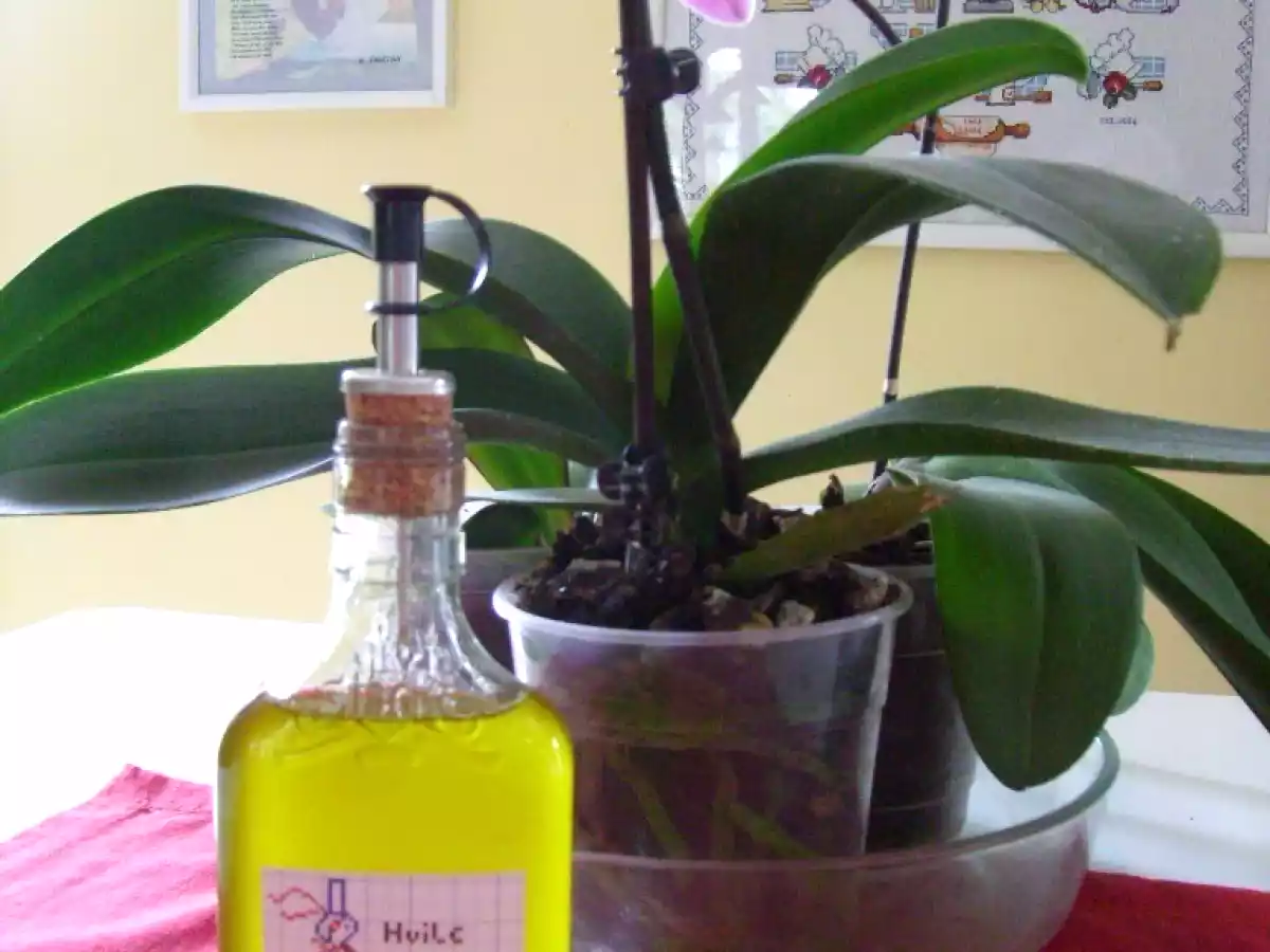 Fabrication d'huile d'orange de Mamigoz