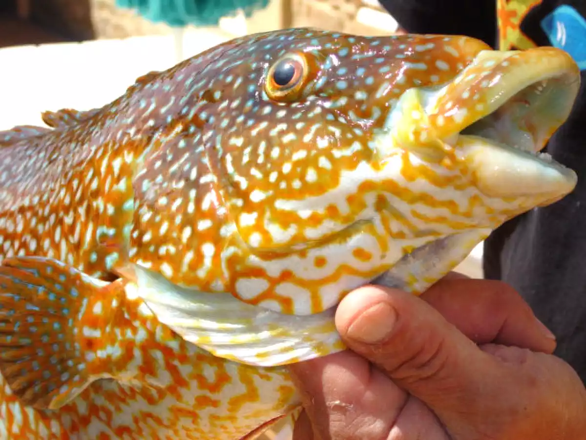 filet de vieille à la plancha à une creme de patisson au rissoto au champignon - photo 2