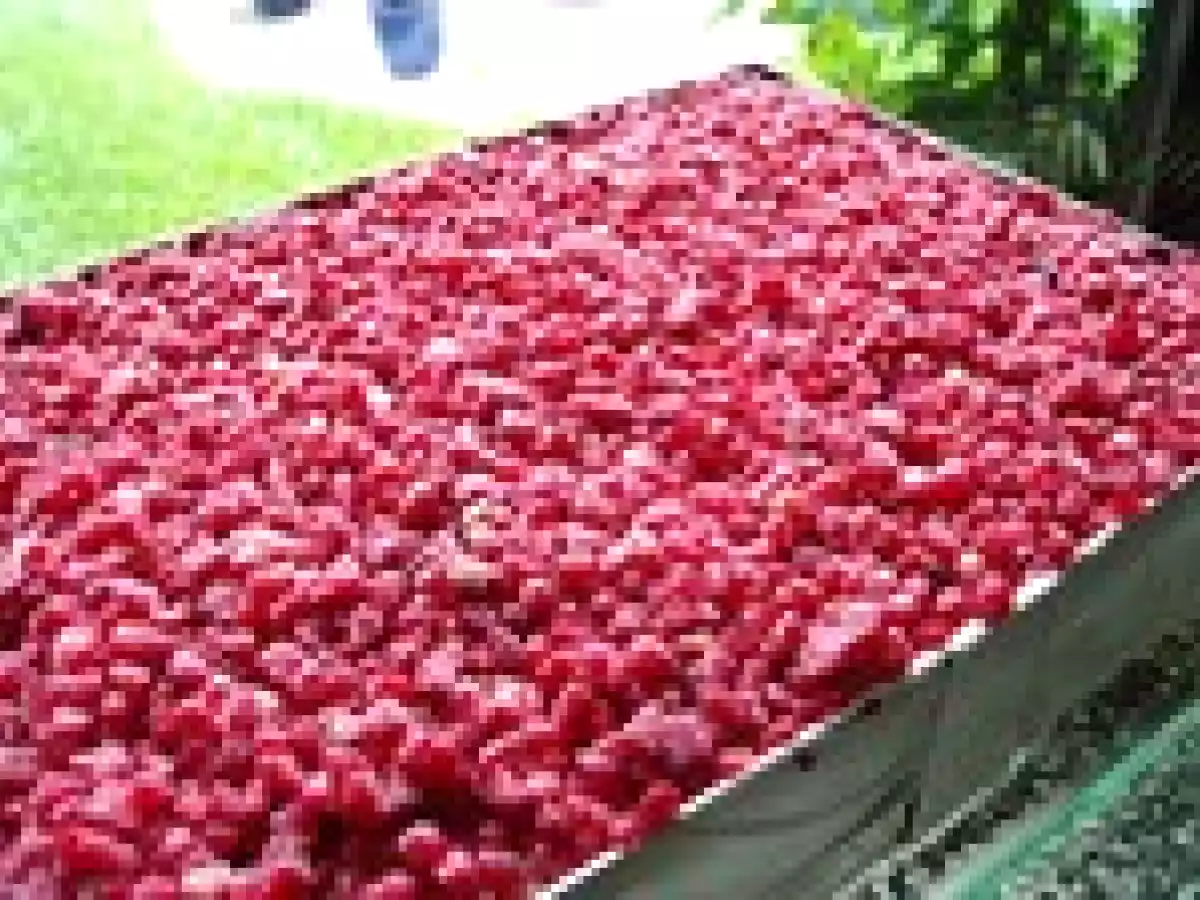 Framboisier des anniversaires - photo 3