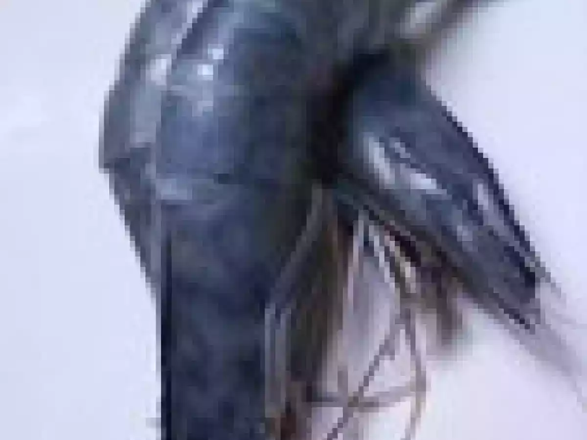 Gambas de Nouvelle Calédonie - photo 3