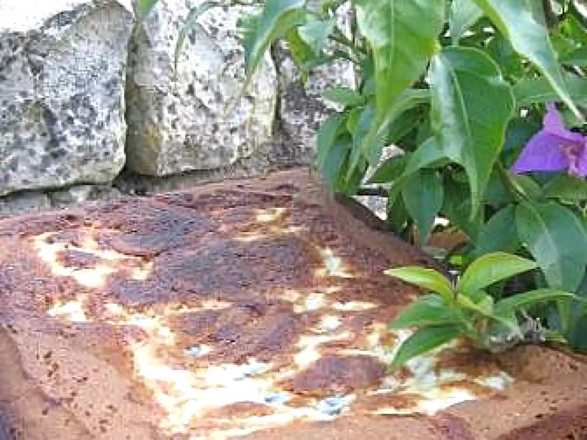 Gâteau à la faisselle de chèvre