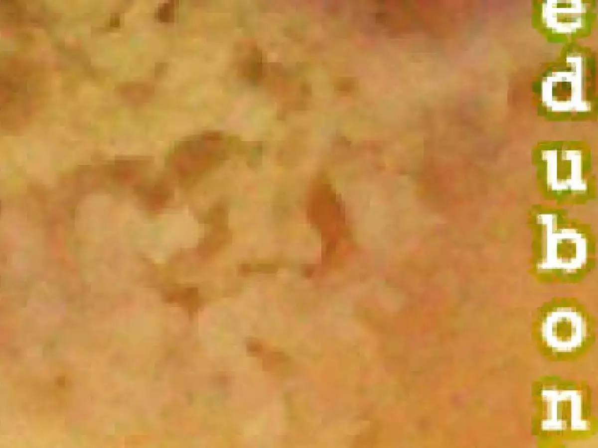 Gâteau moelleux nectarines blanches, chocolat blanc et brousse,  - photo 2