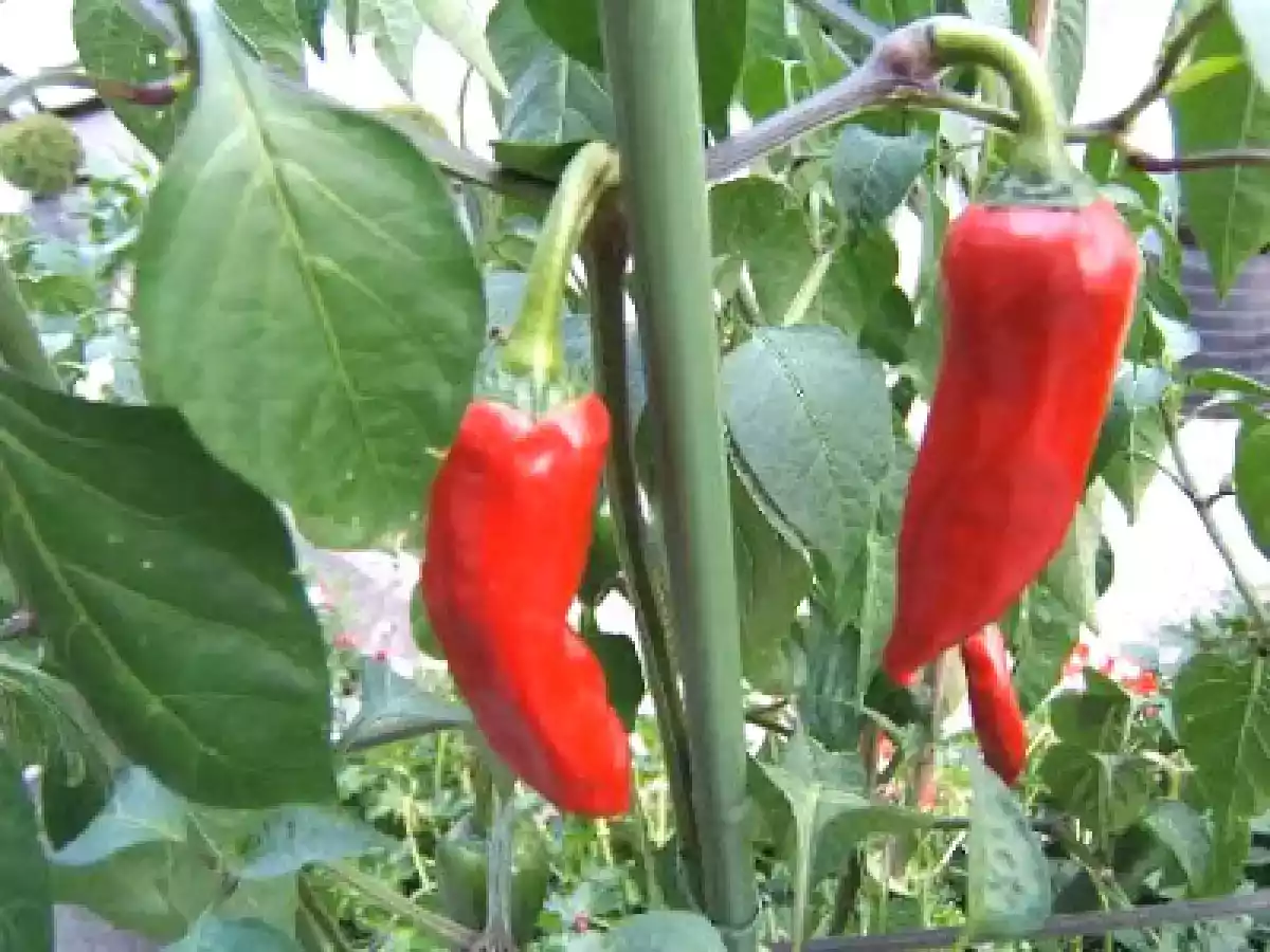 Gâteau très rustique aux pêches et piments d'Espelette - photo 4