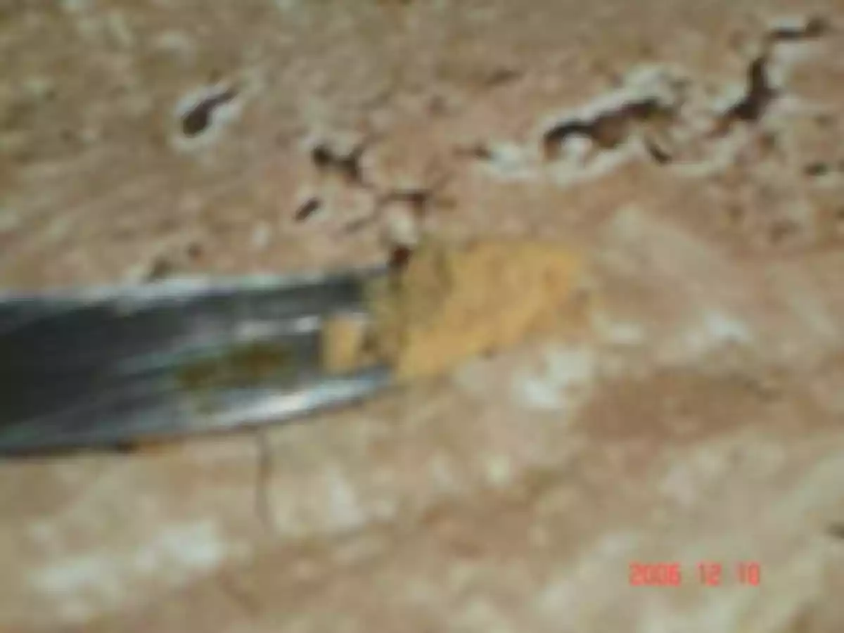 Gelée de mandarines aux épices - photo 4