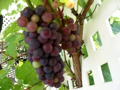 Gelée de raisins bleus, photo 3