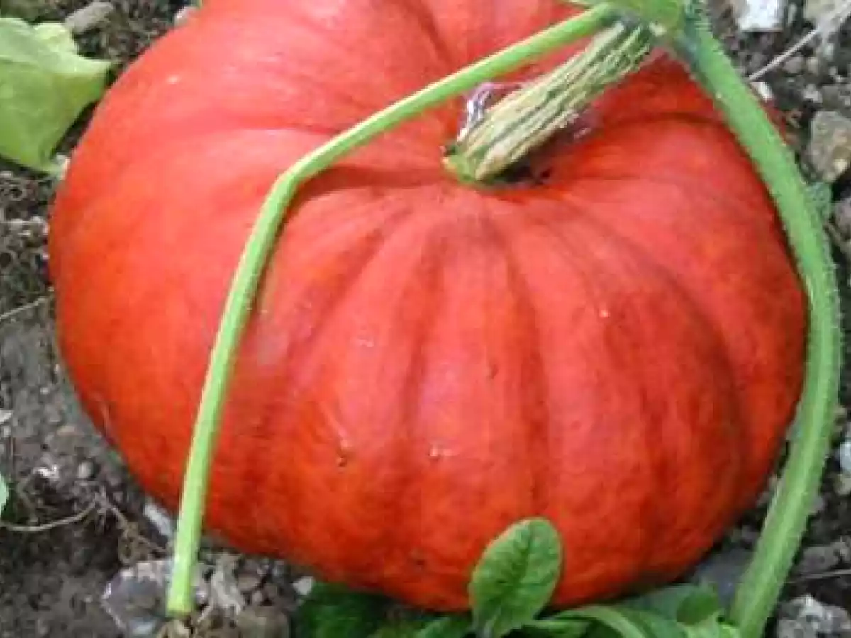 Gratin de potiron et pommes de terre