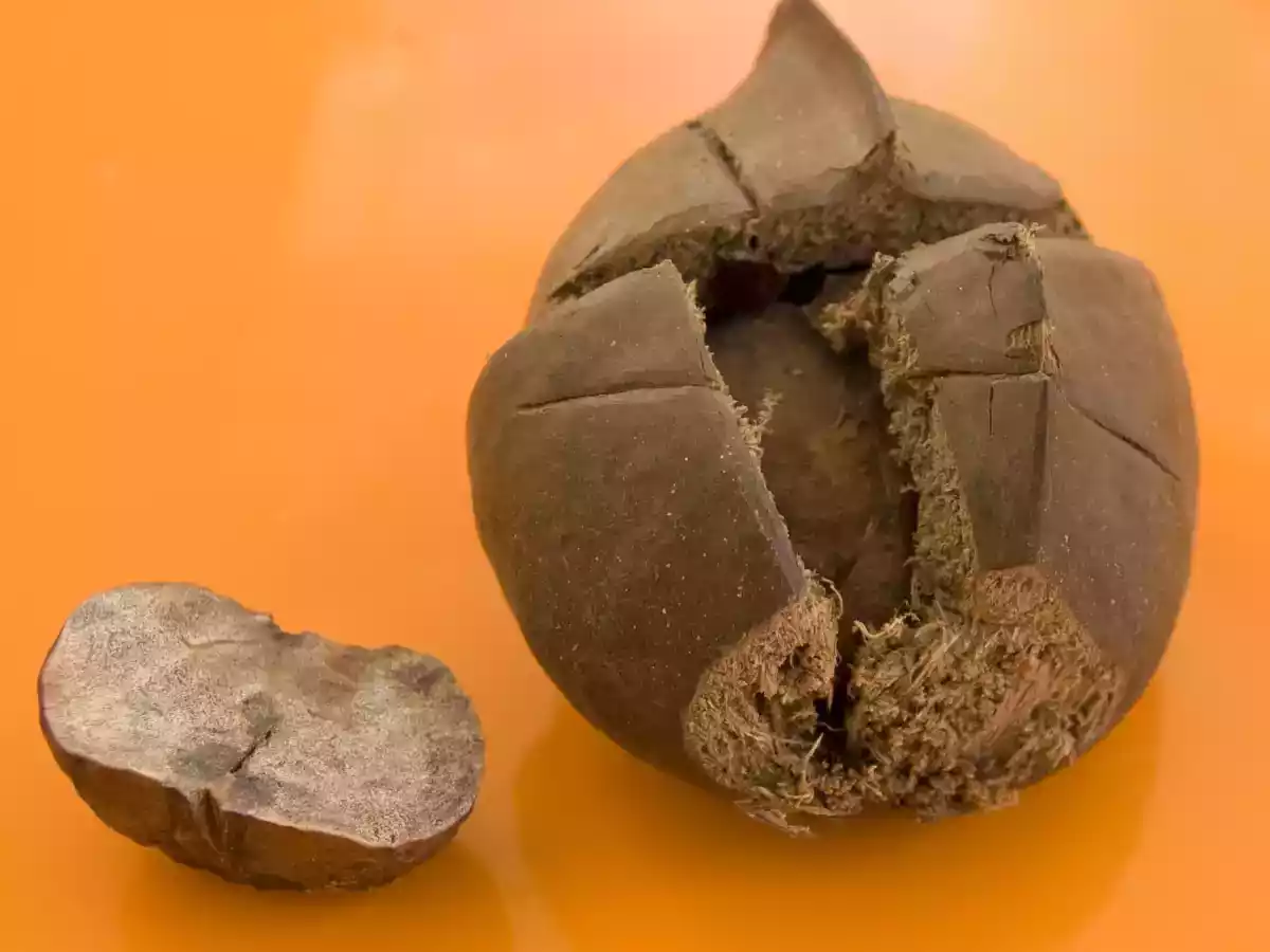 kinilaw de thon - photo 2