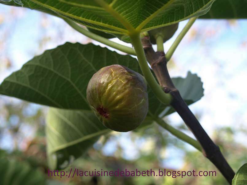 La saison des figues / Saumon figues verveine au four - photo 3