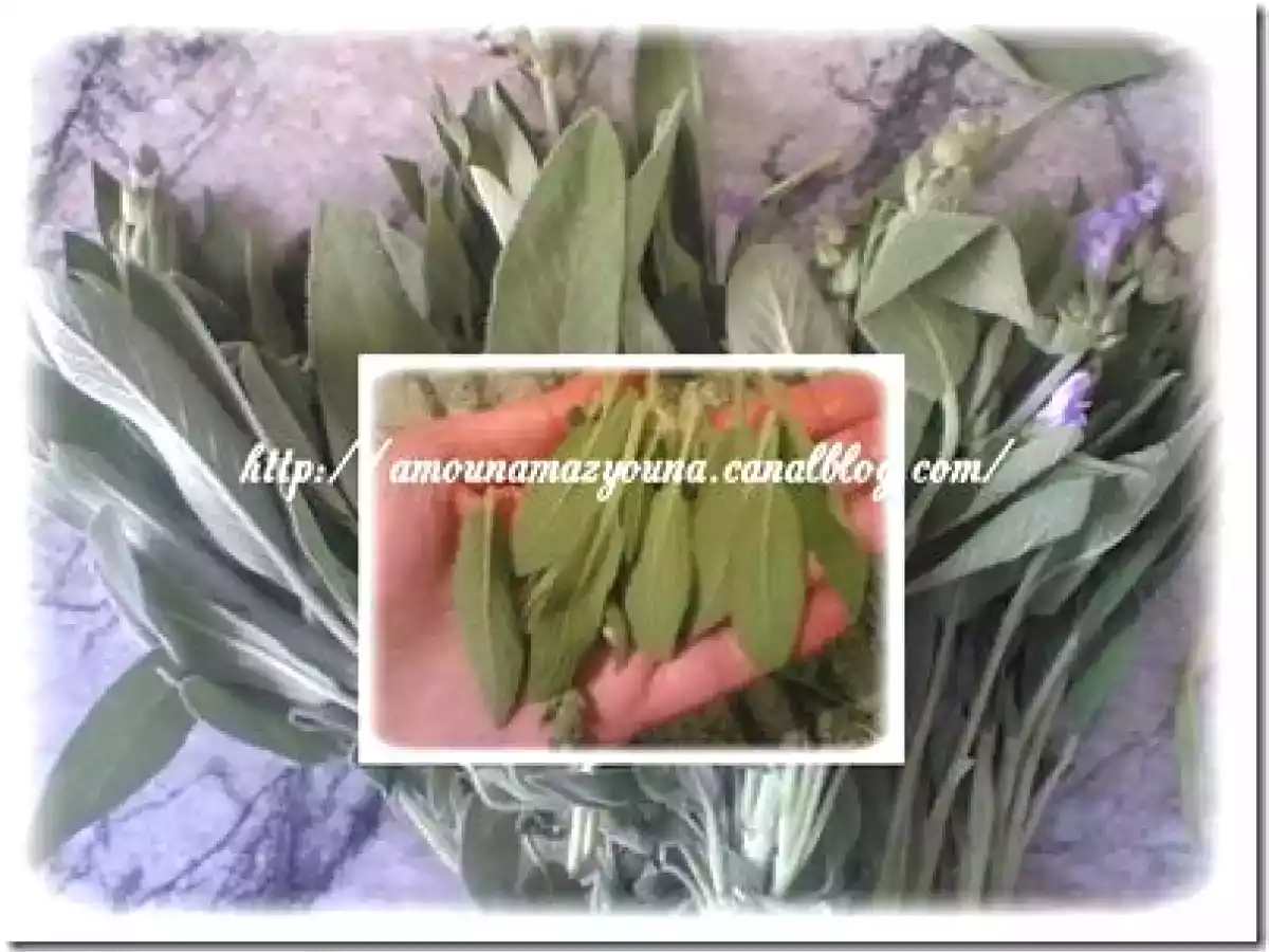 La sauge pour un ventre plat - photo 3