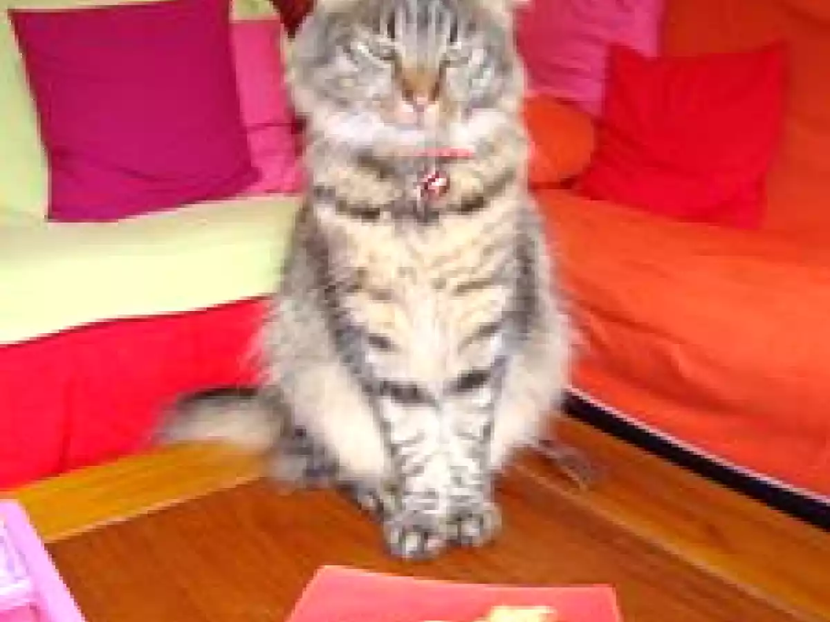 LASAGNES D'AUBERGINES AU TOFU (recette PL) - photo 2