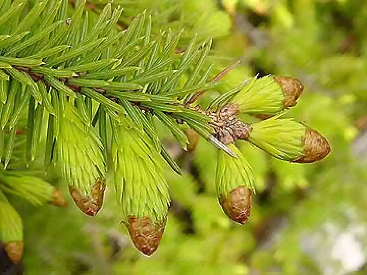 Le gelée de jeunes pousses d'épinette