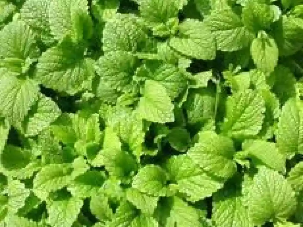 Mini-cake à la mélisse et au citron - photo 3