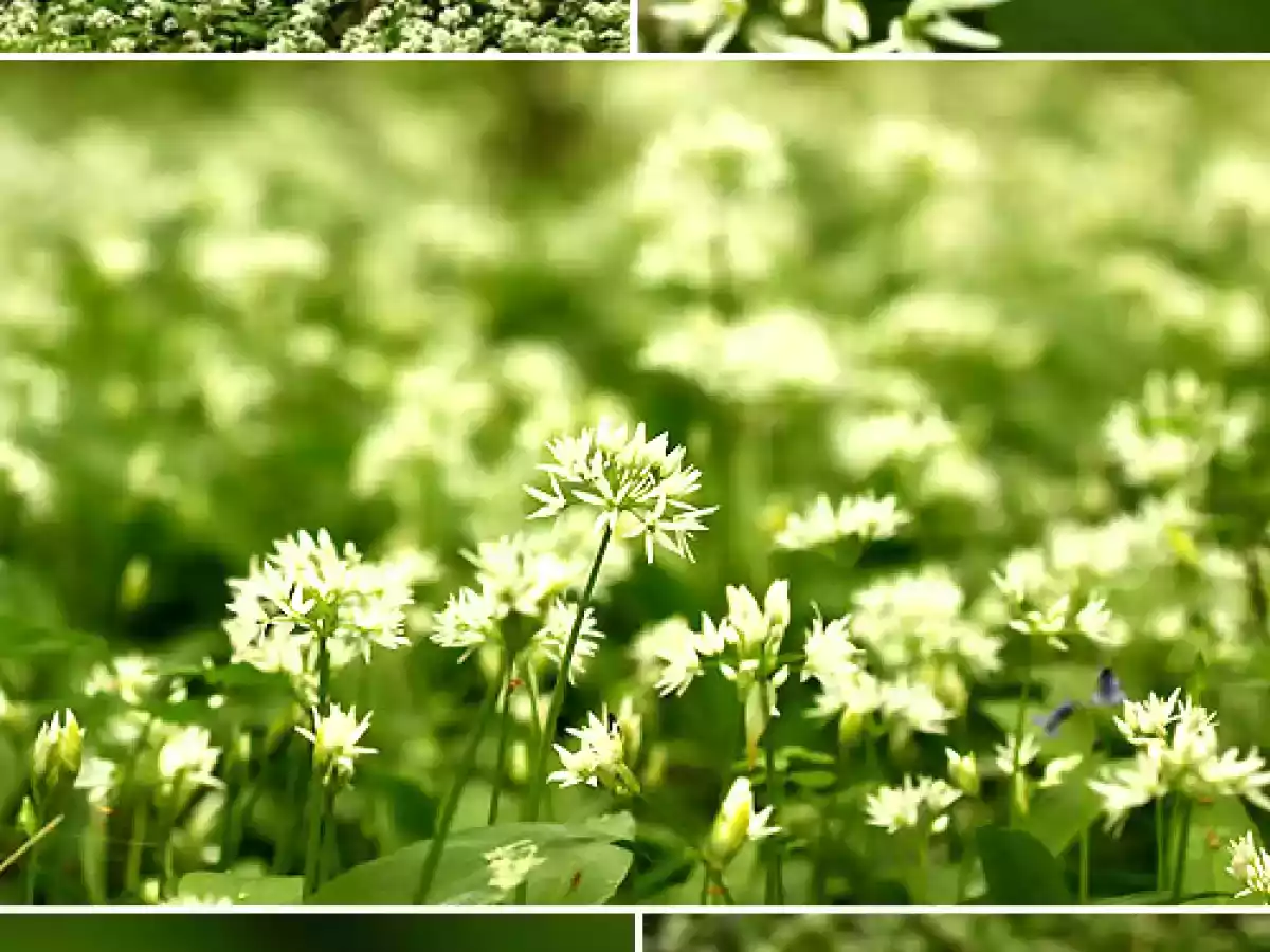 Mini-pizzas à l'ail des ours, à la Mozzarella et au crottin de Chavignol - photo 2